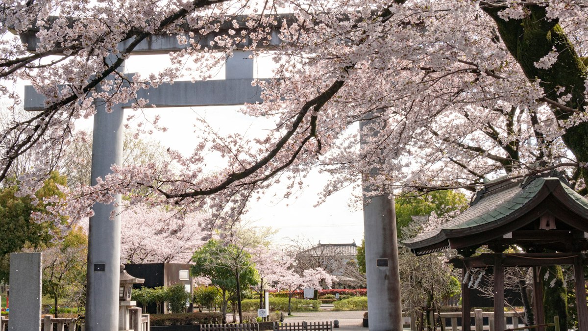 満開の桜に囲まれた神社の鳥居