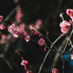早春に咲く紅梅の枝