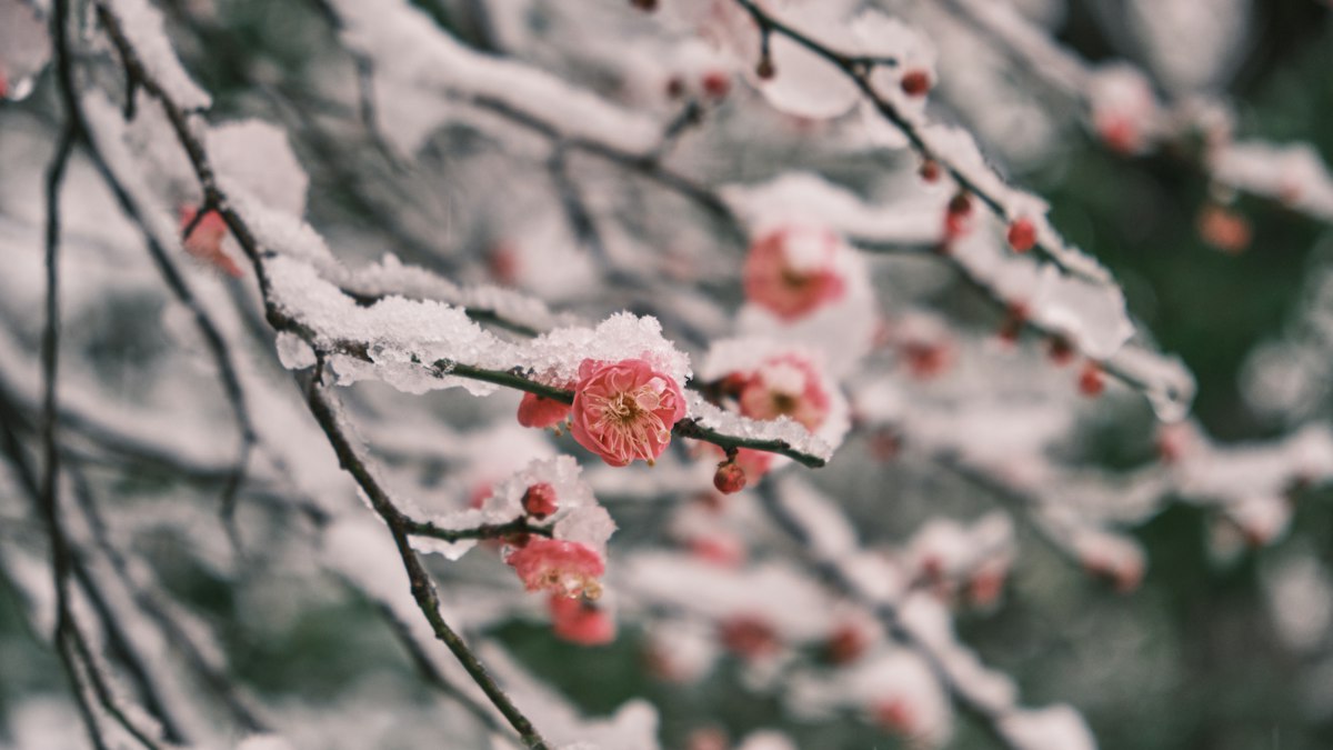 雪をかぶって咲く紅梅