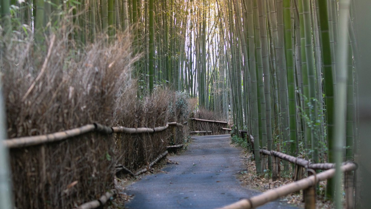 竹林の中を奥へ続く細い道