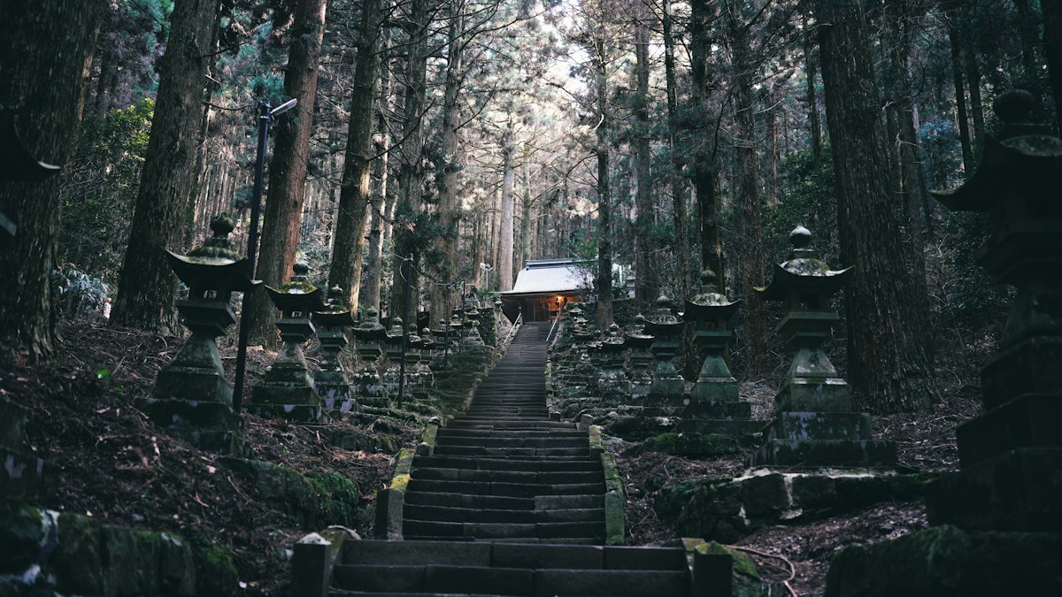 杉木立の中、石灯籠が並ぶ神社への石段