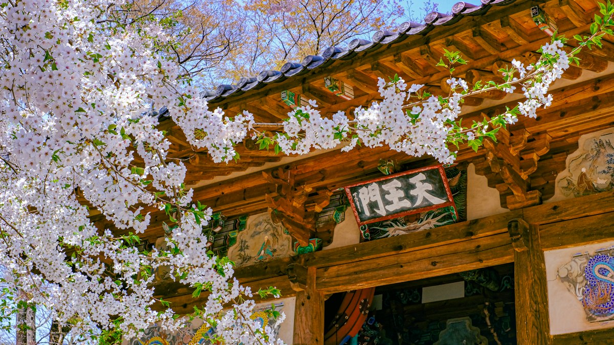 満開の桜に彩られた寺の山門