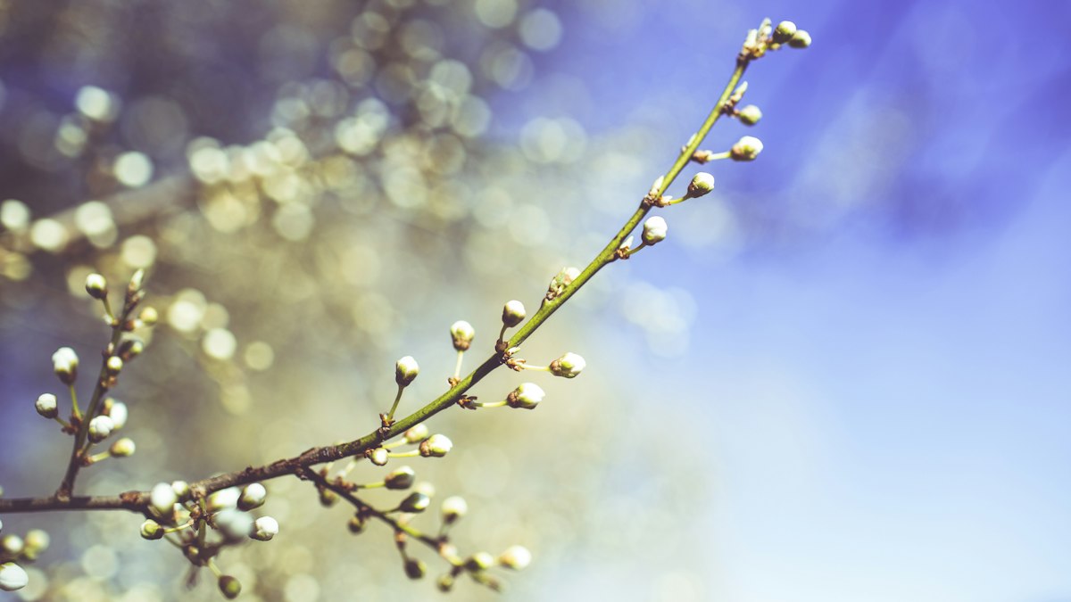 青空の光を受けてほころぶ春の花芽