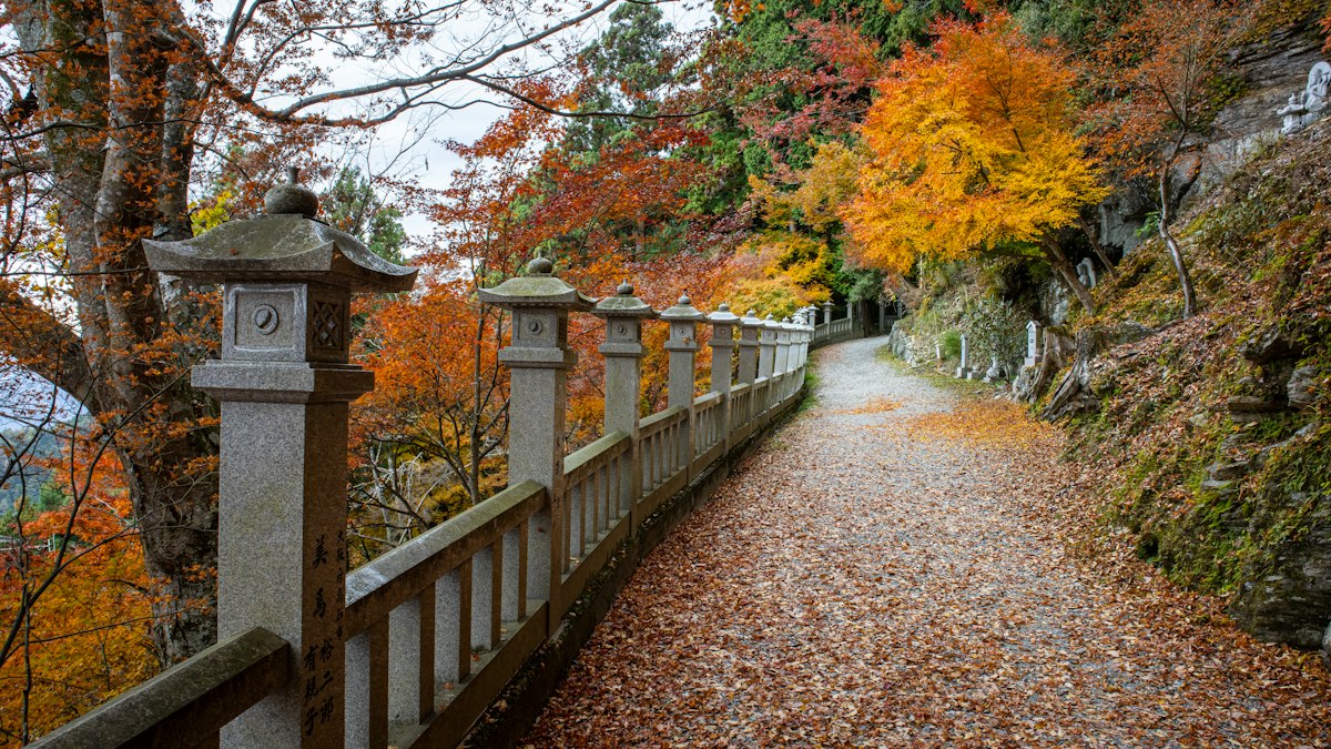紅葉の中に石灯籠が並ぶ参道